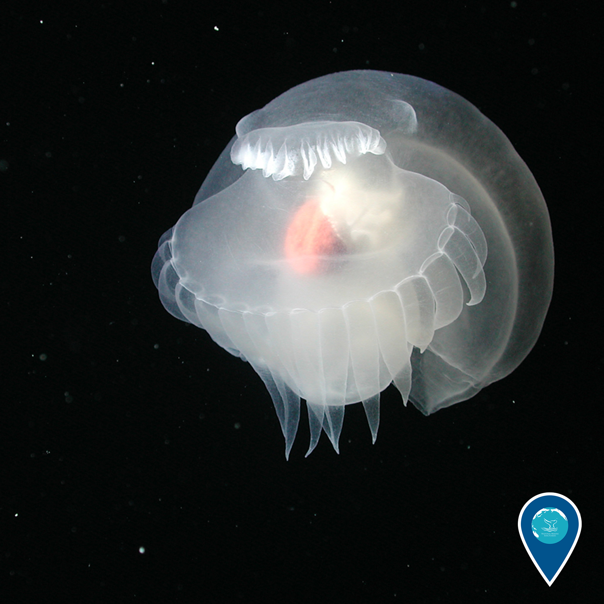 Медуза живая купить. Медуза актиния. Глубоководные медузы. Глубоководные медузы светящиеся. Глубоководные организмы.