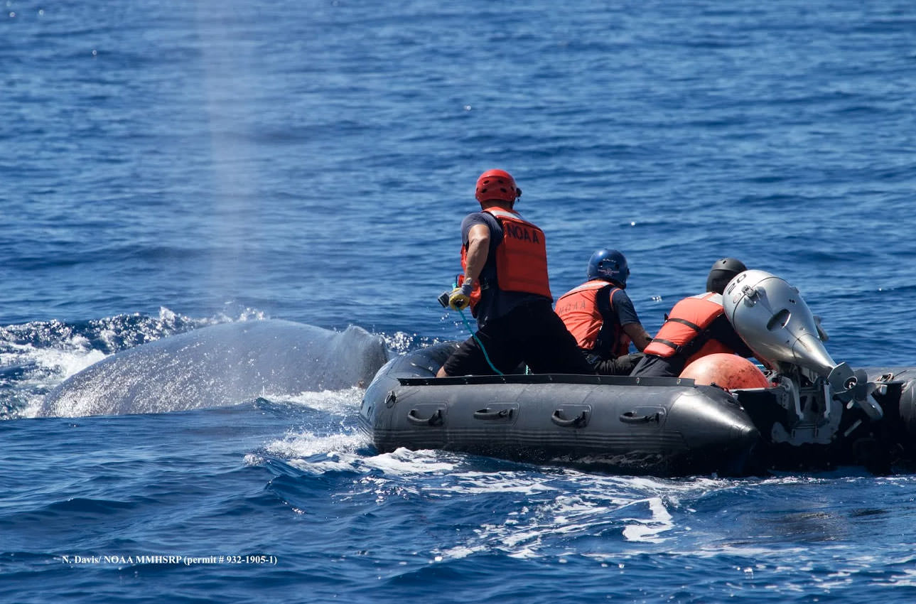 Pop quiz: how do you disentangle a 40-ton <b>whale</b> from a tangle of gear? 