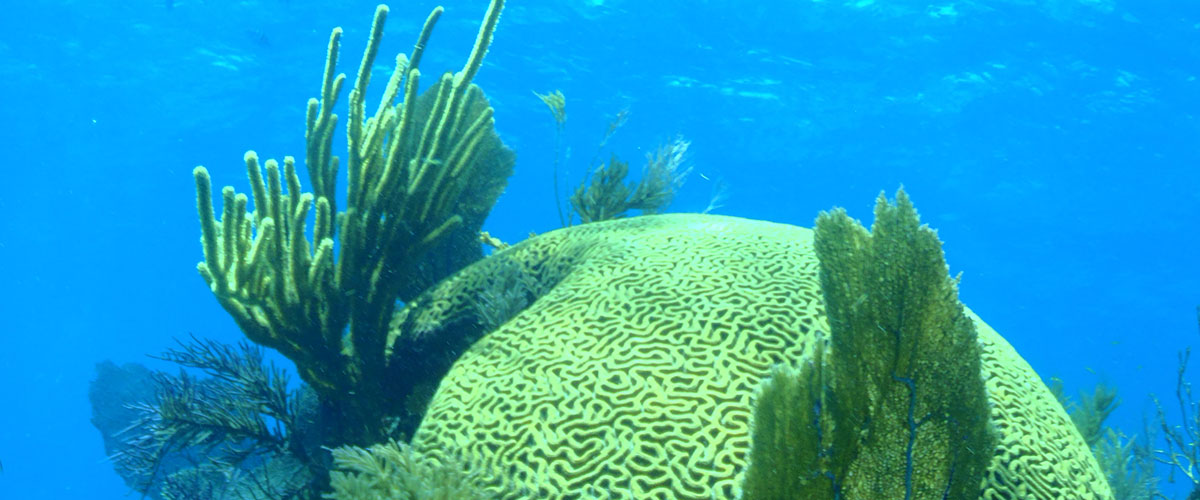 Miami Dade Artificial Reef Program In The Philippines