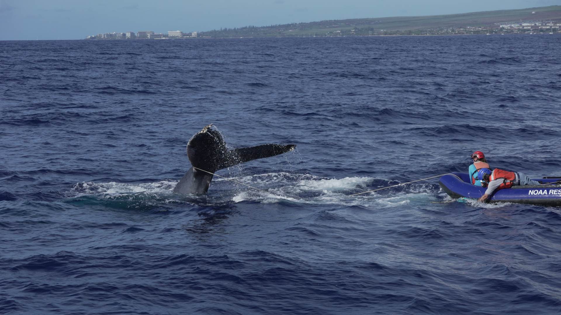 Two trained individuals in a nearby small boat try to cut entanglement gear free from a humpback whale fluke at the ocean surface.