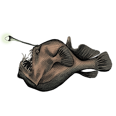 20260929-anglerfish-400 image