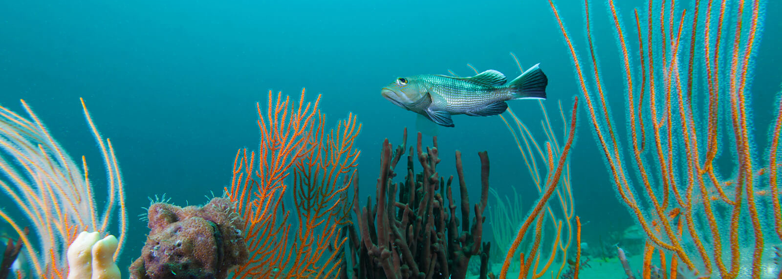 A black sea bass on a reef.